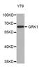 GRK1 antibody, LS-C334755, Lifespan Biosciences, Western Blot image 
