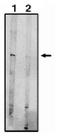 Sphingosine-1-Phosphate Receptor 5 antibody, AP05084PU-N, Origene, Western Blot image 