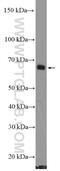 Protein Phosphatase, Mg2+/Mn2+ Dependent 1D antibody, 26532-1-AP, Proteintech Group, Western Blot image 