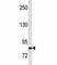 Hepatocyte Growth Factor antibody, F40371-0.4ML, NSJ Bioreagents, Western Blot image 
