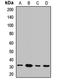 Nuclear Receptor Binding Factor 2 antibody, LS-C668886, Lifespan Biosciences, Western Blot image 