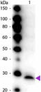 Pancreatic anionic trypsinogen antibody, R1116HRPS, Origene, Western Blot image 