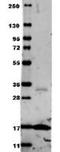 Tumor Necrosis Factor antibody, TA319290, Origene, Western Blot image 