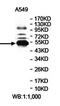 Ethanolamine kinase 1 antibody, orb78366, Biorbyt, Western Blot image 