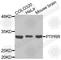ECPTP antibody, A3323, ABclonal Technology, Western Blot image 