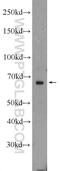 AT-Hook Transcription Factor antibody, 23785-1-AP, Proteintech Group, Western Blot image 