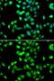 Serpin Family A Member 4 antibody, GTX55684, GeneTex, Immunofluorescence image 