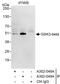 Glycogen Synthase Kinase 3 Beta antibody, A302-048A, Bethyl Labs, Immunoprecipitation image 