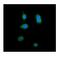 Intelectin-1 antibody, PB10004, Boster Biological Technology, Immunofluorescence image 