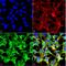 Sulfotyrosine antibody, NBP2-59384, Novus Biologicals, Immunofluorescence image 