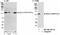 SEC23-interacting protein antibody, NB100-1561, Novus Biologicals, Western Blot image 