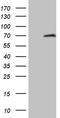 Hyaluronan-binding protein 2 antibody, LS-C792014, Lifespan Biosciences, Western Blot image 