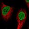 Coiled-Coil Serine Rich Protein 1 antibody, NBP1-82899, Novus Biologicals, Immunocytochemistry image 