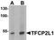 Transcription Factor CP2 Like 1 antibody, TA319902, Origene, Western Blot image 