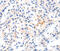 Myostatin antibody, MBS2528829, MyBioSource, Immunohistochemistry frozen image 