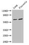 STAU antibody, CSB-PA13759A0Rb, Cusabio, Western Blot image 