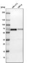 FUS RNA Binding Protein antibody, PA5-52610, Invitrogen Antibodies, Western Blot image 
