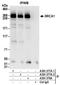 BRCA1 DNA Repair Associated antibody, A301-377A, Bethyl Labs, Immunoprecipitation image 