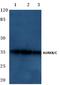Aurora Kinase B antibody, A00762-1, Boster Biological Technology, Western Blot image 