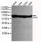 X-Ray Repair Cross Complementing 6 antibody, GTX66844, GeneTex, Western Blot image 