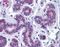 RAC-gamma serine/threonine-protein kinase antibody, orb89970, Biorbyt, Immunohistochemistry paraffin image 