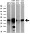 Mitogen-Activated Protein Kinase 1 antibody, M00030-1, Boster Biological Technology, Western Blot image 