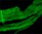 Myosin-2 antibody, GTX17485, GeneTex, Immunohistochemistry paraffin image 