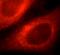 Flotillin 1 antibody, FNab03162, FineTest, Immunofluorescence image 