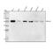 Steroid 5 Alpha-Reductase 2 antibody, M00704, Boster Biological Technology, Western Blot image 