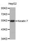 Keratin 7 antibody, STJ24363, St John