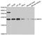 Cytidine/Uridine Monophosphate Kinase 1 antibody, STJ28644, St John