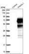 PNMA Family Member 8A antibody, PA5-53018, Invitrogen Antibodies, Western Blot image 