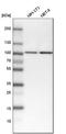 Signal Transducer And Activator Of Transcription 1 antibody, HPA000982, Atlas Antibodies, Western Blot image 