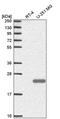 Sperm Acrosome Associated 9 antibody, PA5-65674, Invitrogen Antibodies, Western Blot image 