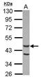 Actin-like protein 7A antibody, PA5-30411, Invitrogen Antibodies, Western Blot image 