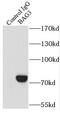 BCL2 Associated Athanogene 3 antibody, FNab00789, FineTest, Immunoprecipitation image 