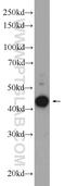 Cell growth-regulating nucleolar protein antibody, 24433-1-AP, Proteintech Group, Western Blot image 