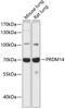 PR/SET Domain 14 antibody, 15-130, ProSci, Western Blot image 