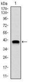 NEDD8 Ubiquitin Like Modifier antibody, NBP2-37524, Novus Biologicals, Western Blot image 
