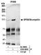 WASH Complex Subunit 5 antibody, A304-809A, Bethyl Labs, Immunoprecipitation image 