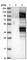 DEAD-Box Helicase 23 antibody, HPA038680, Atlas Antibodies, Western Blot image 