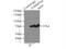 Translocase Of Outer Mitochondrial Membrane 70 antibody, 14528-1-AP, Proteintech Group, Immunoprecipitation image 