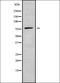 G Protein Subunit Gamma 8 antibody, orb338359, Biorbyt, Western Blot image 