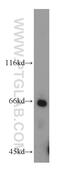 Interferon alpha/beta receptor 2 antibody, 10522-1-AP, Proteintech Group, Western Blot image 