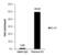 Histone H3 antibody, PA5-31954, Invitrogen Antibodies, Chromatin Immunoprecipitation image 