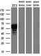 Hnf3b antibody, M01032-2, Boster Biological Technology, Western Blot image 