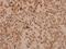 Platelet Derived Growth Factor Subunit B antibody, A00348-1, Boster Biological Technology, Immunohistochemistry frozen image 