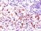 BCL2 Like 1 antibody, orb388623, Biorbyt, Immunohistochemistry paraffin image 