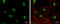 Claspin antibody, GTX129311, GeneTex, Immunofluorescence image 