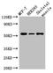 Required for meiotic nuclear division protein 1 homolog antibody, CSB-PA882123LA01HU, Cusabio, Western Blot image 